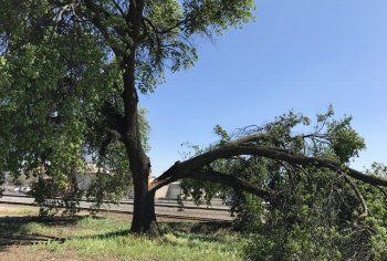 This oak tree, north of the railroad tracks near downtown Lemoore, lost a branch thanks to strong Thursday winds.